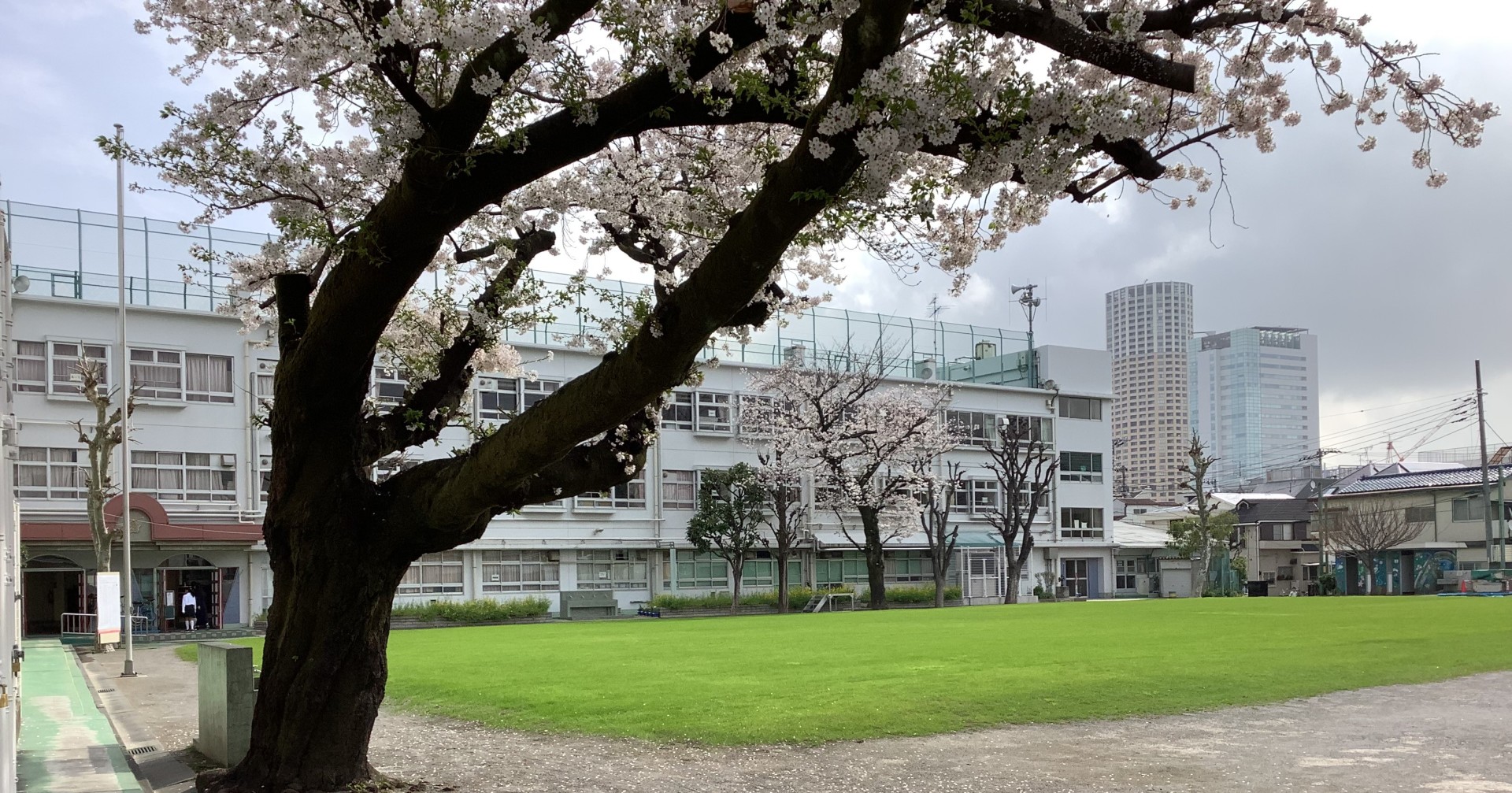 桜.jpeg