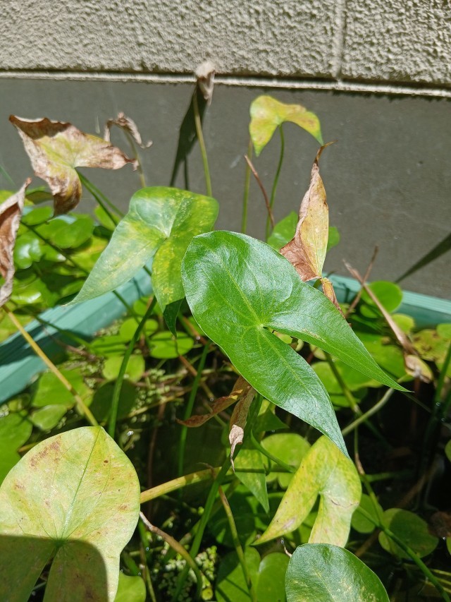 おもだか