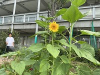 立派な花が咲きました。