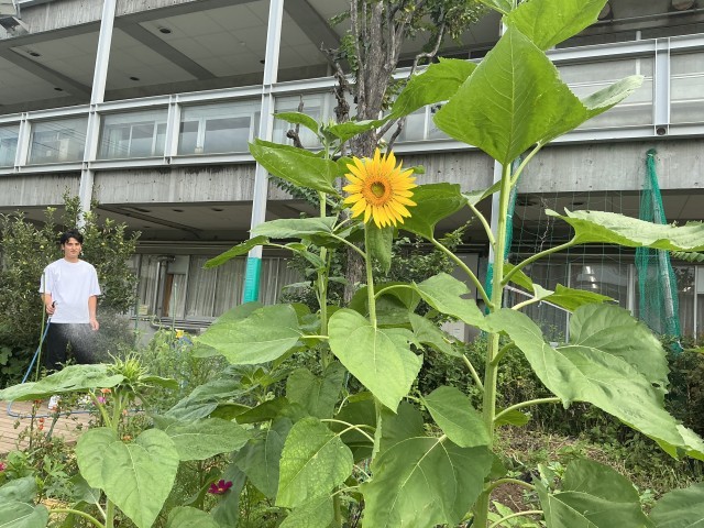 立派な花が咲きました。
