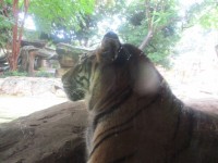 トラの横顔