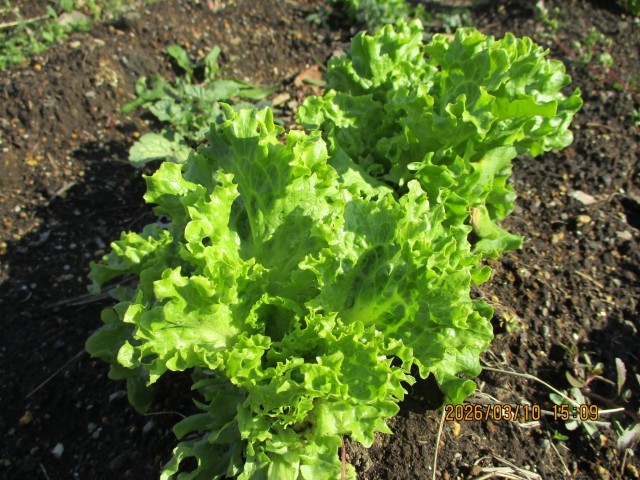 レタスは何枚かずつ収穫しています。