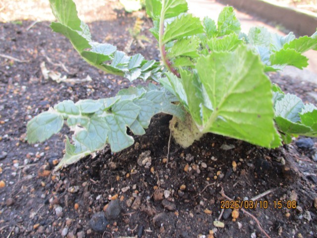 大根の頭が見えました。