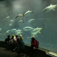 大迫力のマグロ