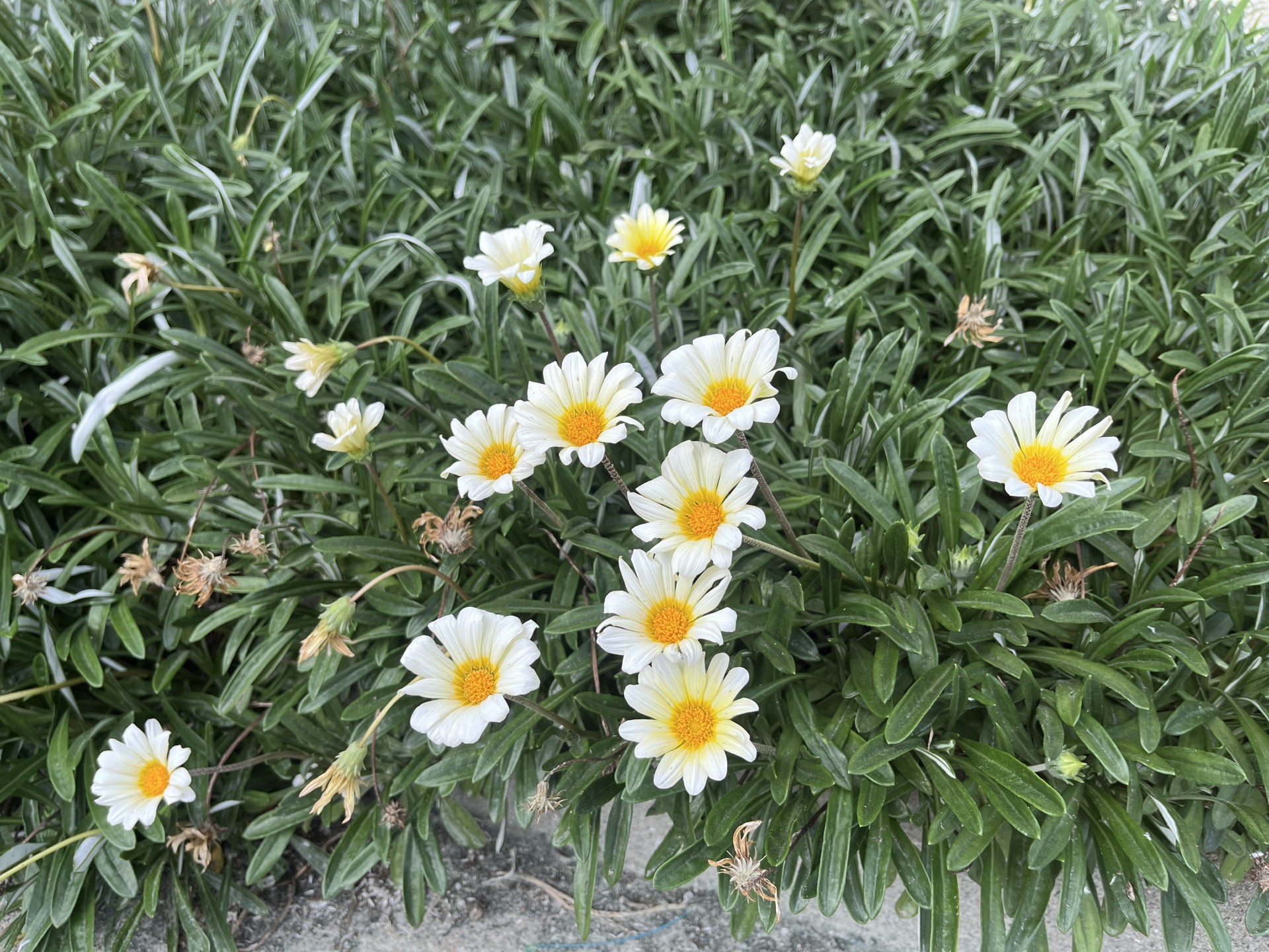 校庭の花