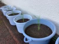 ７月４日撮影
